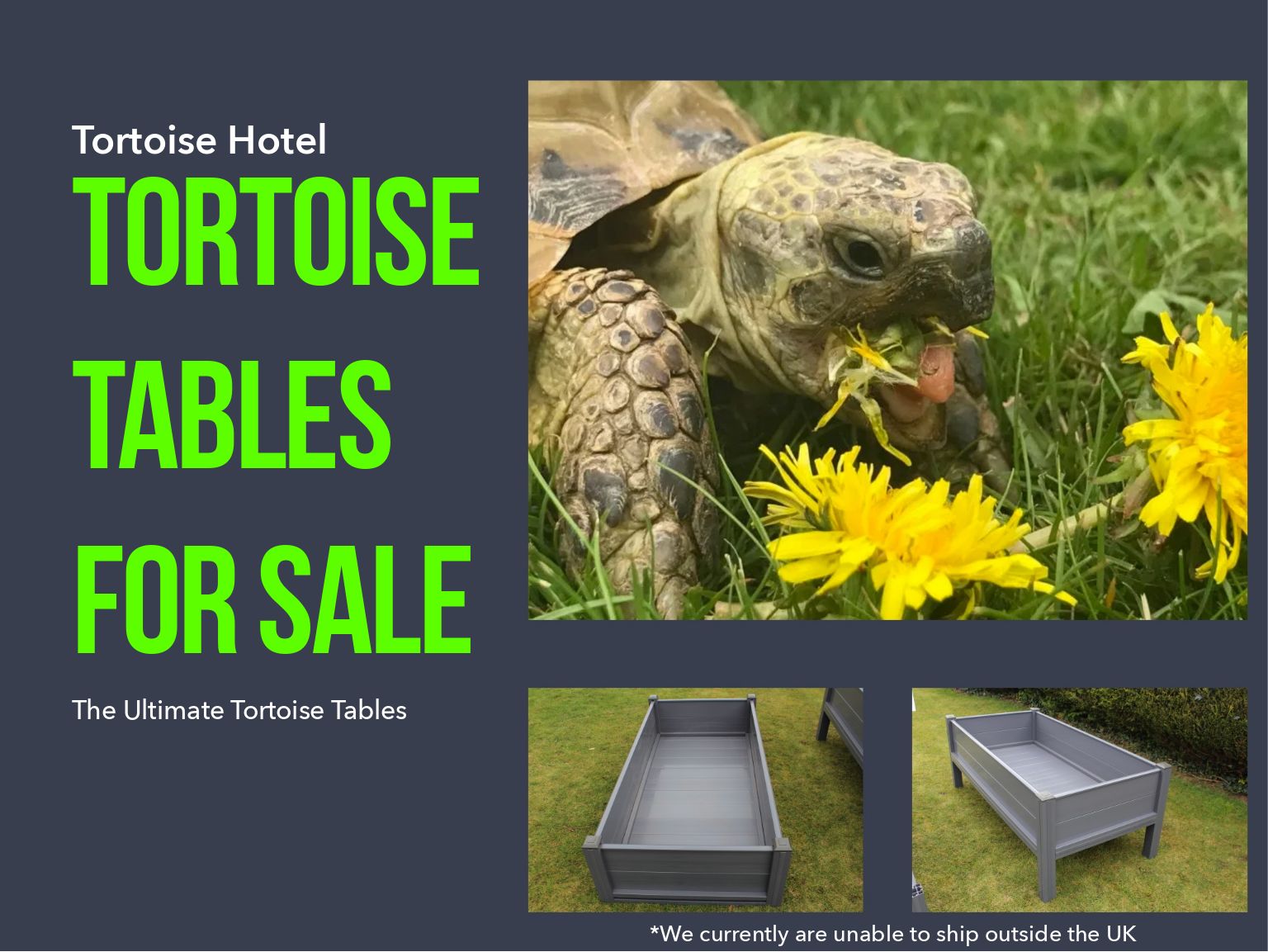 Tortoise Tables For Sale