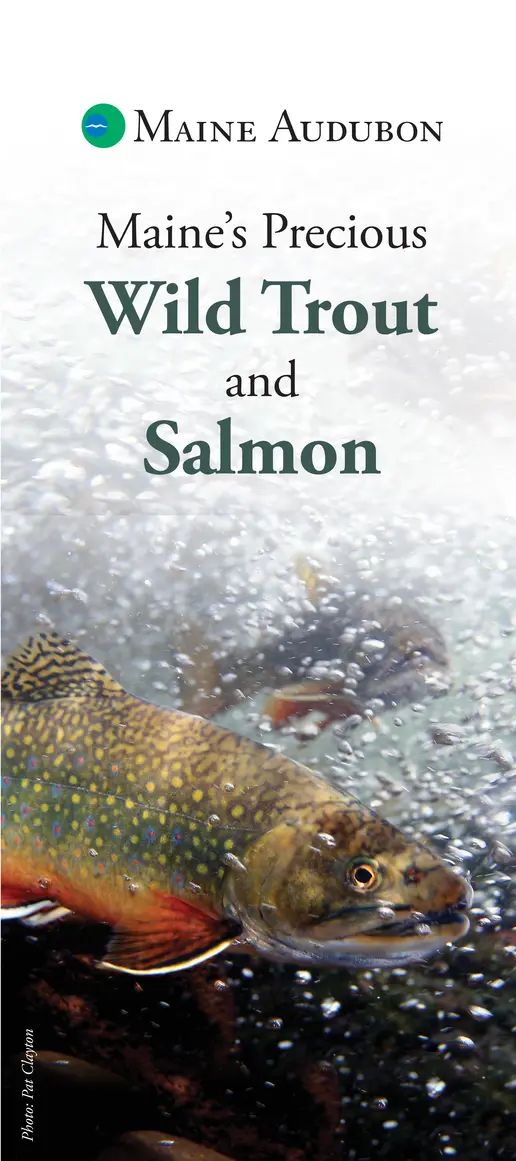 Maine's Precious Wild Trout & Salmon - Maine Audubon