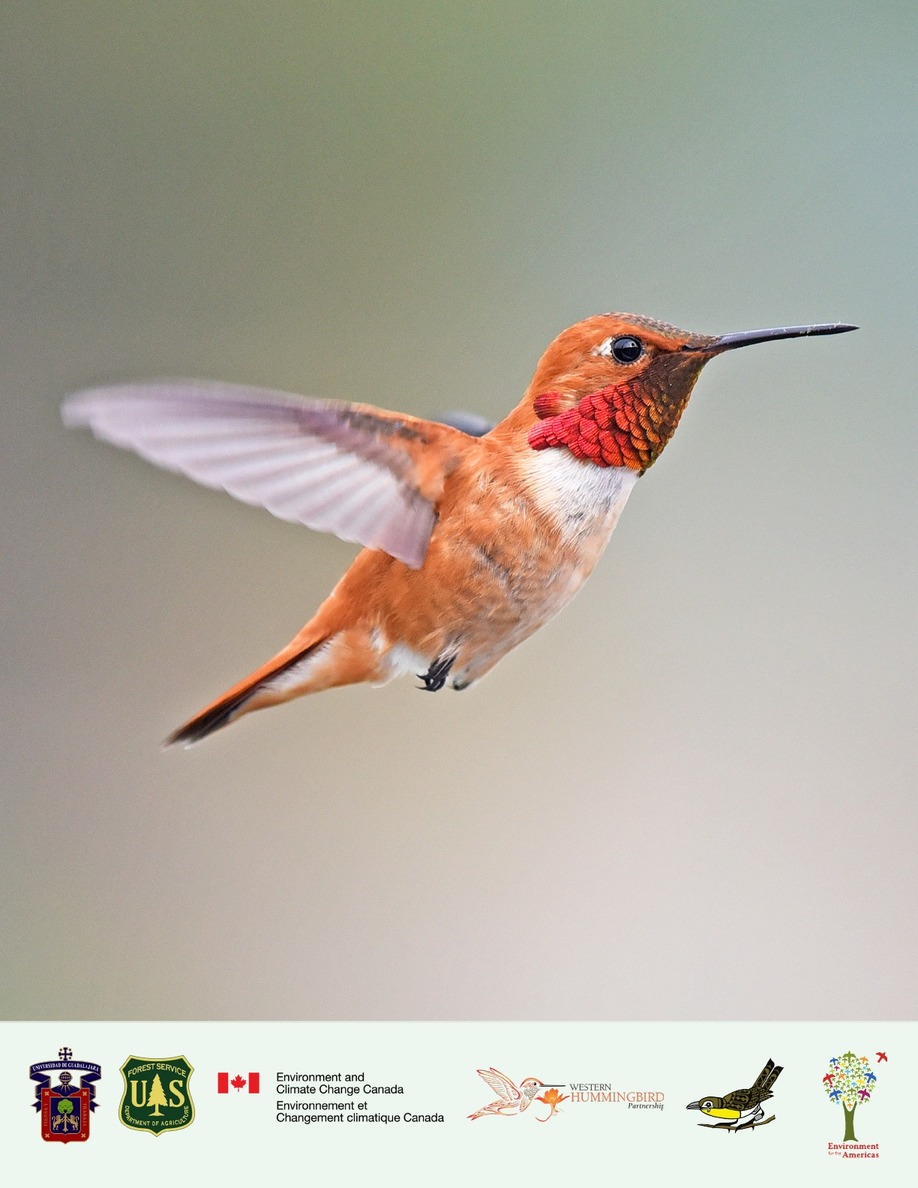 COLIBRI ROUX: ÉTAT DES CONNAISSANCES SCIENTIFIQUES ET DE LA CONS ...