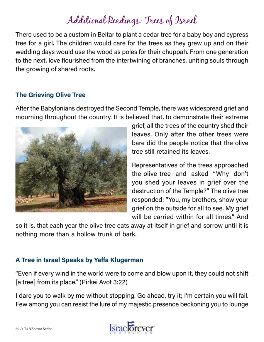 Plant A Tree In Israel All You Need Infos