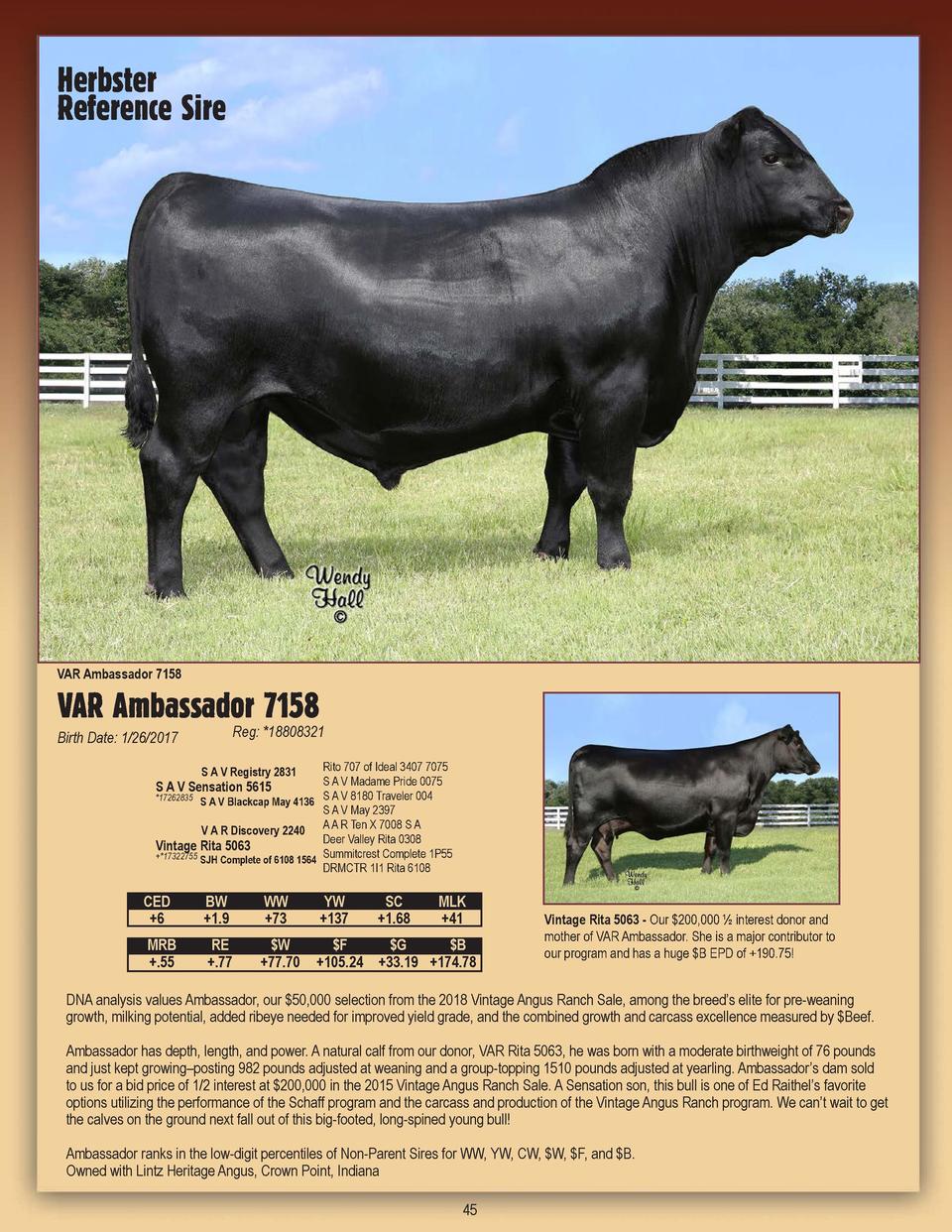 2herbsteranguscatalog2019 Id17 Simplebooklet Com Jacinto fue el toro que mas unidades vendio en el ano 2019, es hijo de sav registry con una madre linea lider. 2herbsteranguscatalog2019 id17