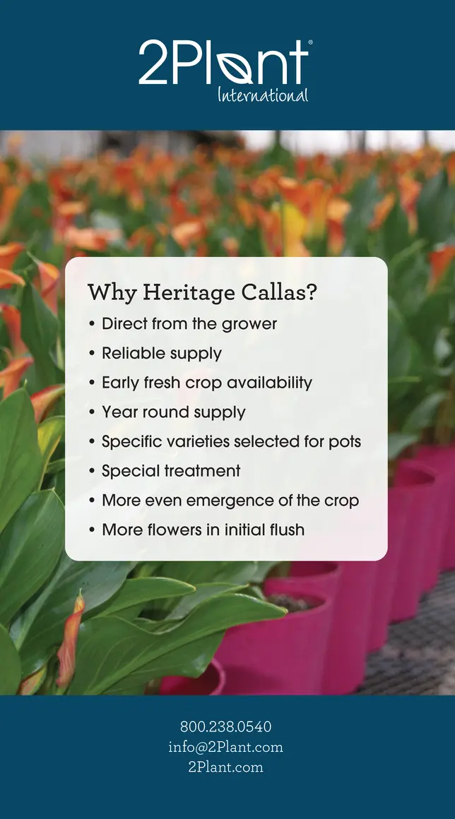 Calla