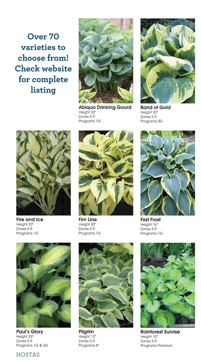 Hosta