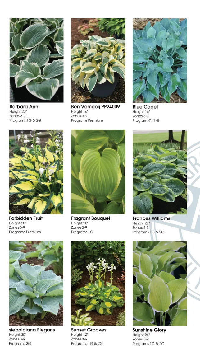 Hosta