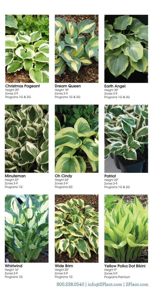 Hosta