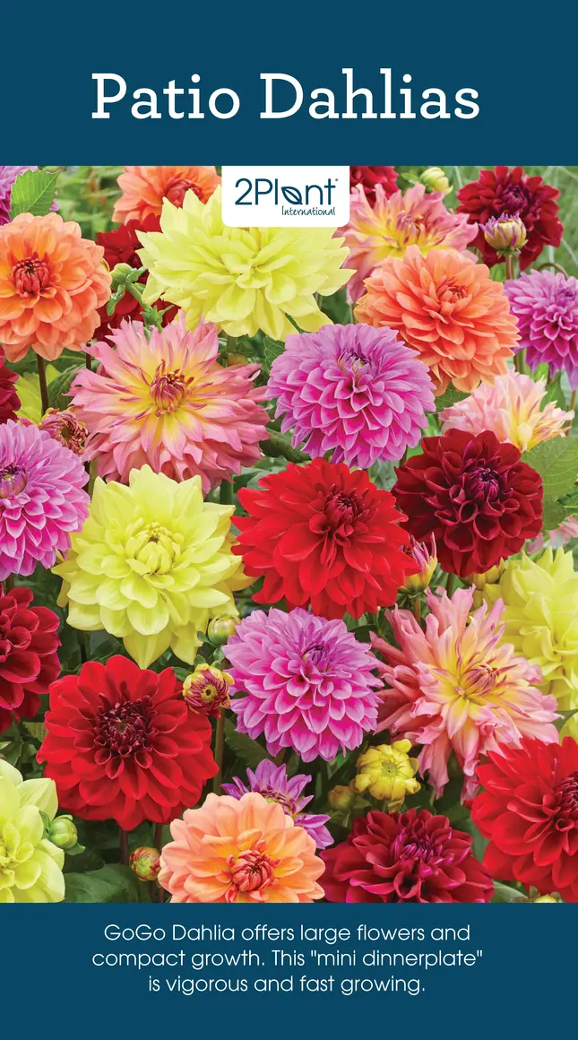 Patio Dahlias patio-dahlias