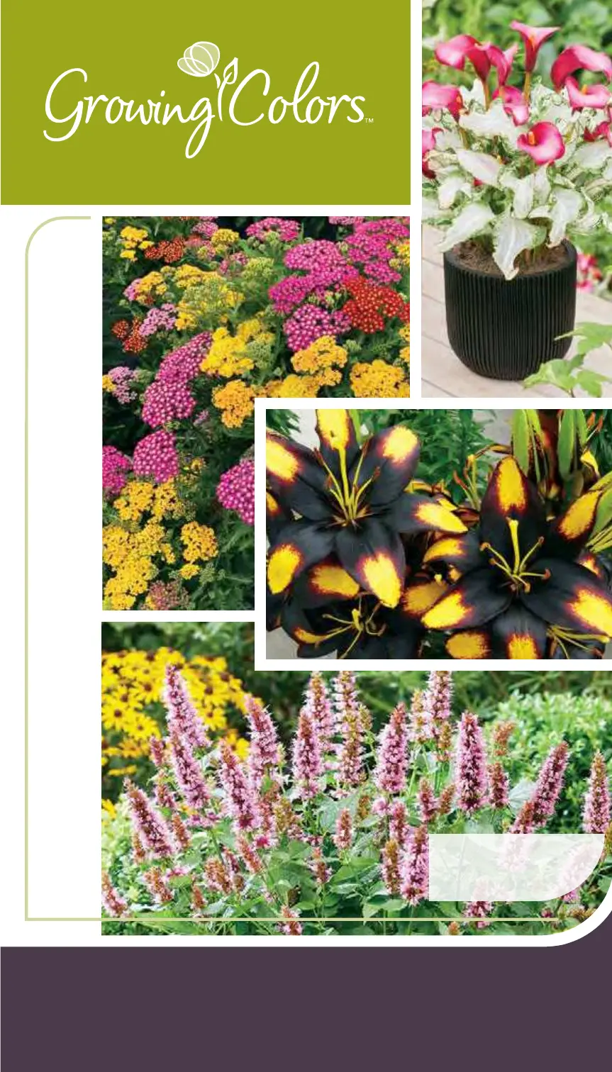 Growing Colors 2025 New Intro Booklet