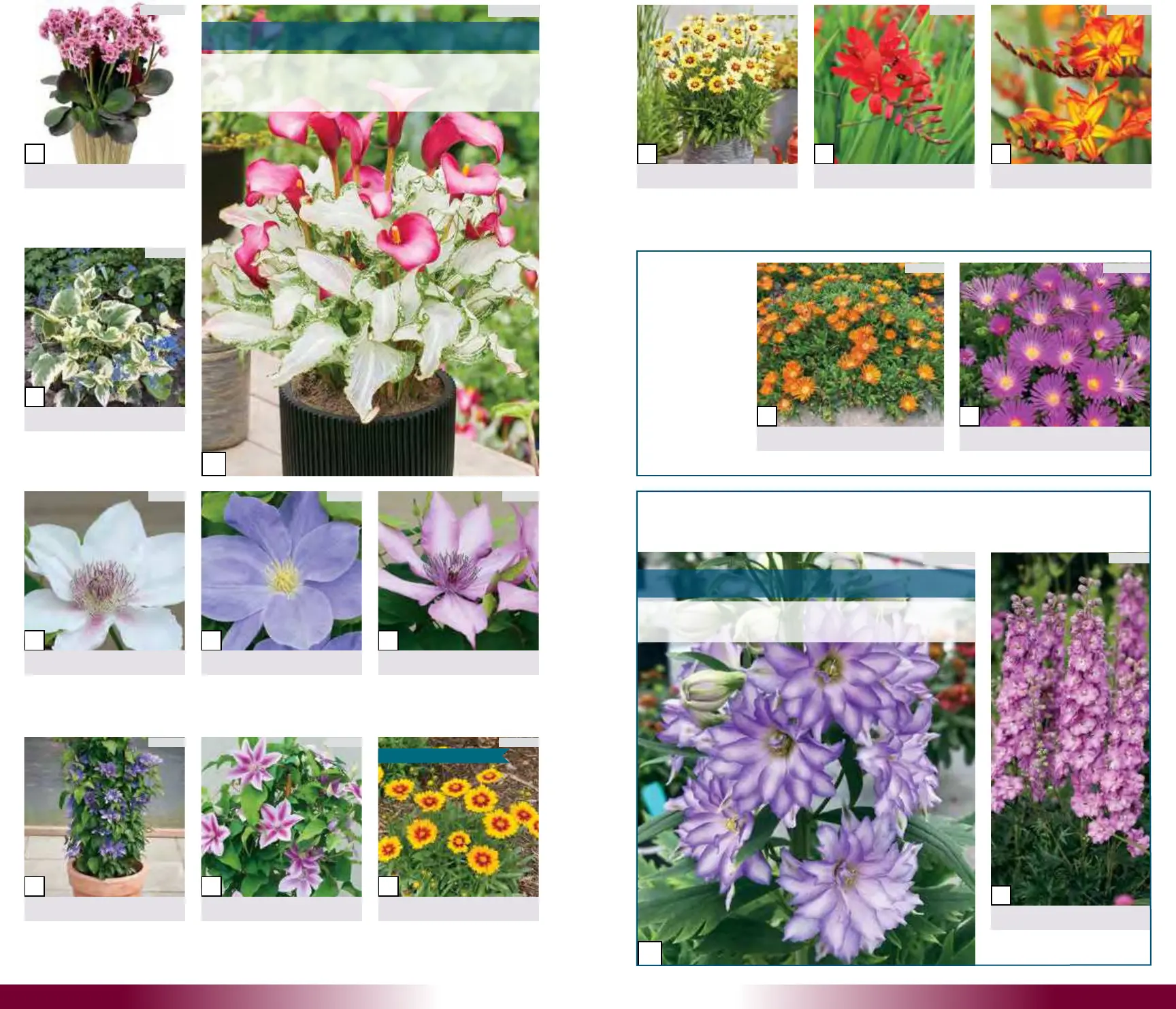 Growing Colors 2025 New Intro Booklet