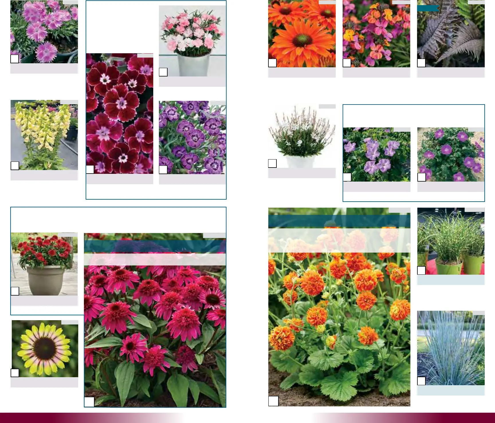 Growing Colors 2025 New Intro Booklet